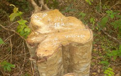 125 cây gỗ tại Gia Lai bị lâm tặc cưa hạ