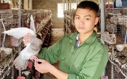 9X Ninh Bình nuôi chim bồ câu Pháp lãi 400 triệu đồng/năm
