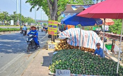 
Giải cứu cam sành và khoảng trống ngành chế biến