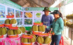 Cục Trồng trọt lo ngại việc trồng sầu riêng ồ ạt, thiếu kiểm soát ở các tỉnh phía Nam