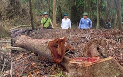 Quảng Trị: Phá rừng, 7 người dân bị phạt hơn 787 triệu đồng