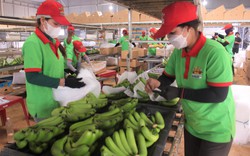Trồng chuối Nam Mỹ công nghệ cao ở Đắk Lắk, quả đẹp không tì vết, bán cả ngàn tấn sang Nhật Bản, Hàn Quốc 