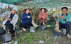 Trồng hoa giấy, "tự chế" ra đủ loại màu, chị nông dân khả ái đất Đồng Tháp ngờ đâu trúng đậm