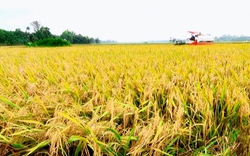 Ấn Độ gia hạn lệnh cấm xuất khẩu gạo, giá lúa gạo sẽ biến động theo hướng nào?