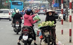 Hoa bưởi đắt ngang hoa nhập ngoại, nửa triệu đồng/kg vẫn đắt hàng