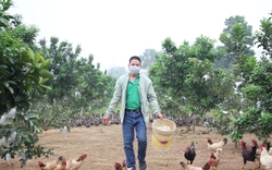 Xã nào ở Hà Nội có đàn gia cầm gần 1 triệu con, lợn 25 nghìn con, thu nhập toàn xã 494 tỷ đồng?