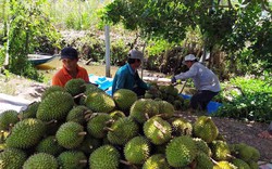 Khai thông xuất khẩu chính ngạch nông sản sang Trung Quốc