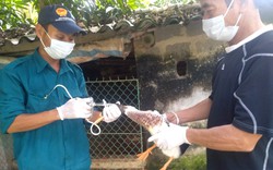 Campuchia có ca nhiễm cúm gia cầm H5N1: Người tiêu dùng hoàn toàn yên tâm tiêu thụ gia cầm rõ nguồn gốc