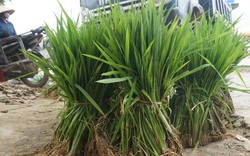 Phiên chợ bán cây lúa non độc nhất vô nhị ở Việt Nam, tại sao lại bị nói là vừa họp đã tan?