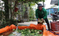 Thứ rau gia vị trồng ở Sóc Trăng nhổ lên thơm khắp đồng, bán rau ăn bổ dưỡng, bán hạt 200-300.000 đồng/kg