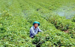 Hai tỷ phú nông dân đất Kiên Giang, một ông trồng khoai lang bạt ngàn, một ông trồng lúa thẳng cánh cò bay