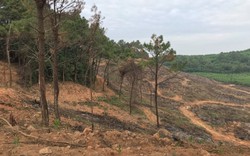 Nghệ An: Chặt cây thông lớn để trồng keo, dân trông thấy mà xót xa