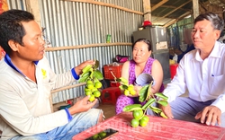 Trồng chanh không hạt, nông dân sản xuất kinh doanh giỏi ở Trà Vinh tạo việc làm cho nhiều lao động