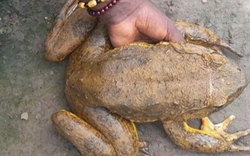 Loài ếch to bằng con mèo bị khách "săn đón", đứng trước nguy cơ tuyệt chủng