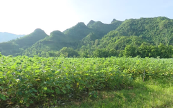 Cây Gai xanh - tiềm năng mới tại huyện vùng cao Sơn La