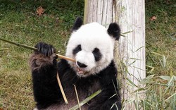 Nghi vấn về cái chết của gấu trúc 20 tuổi Trung Quốc cho Sở thú ở Mỹ mượn