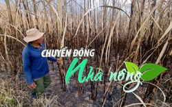 Chuyển động Nhà nông 4/2: Hơn 37 ha mía bị cháy rụi tại Gia Lai