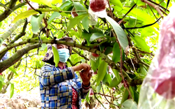 Trồng cây đặc sản "mau ăn, mắn đẻ", chị nông dân Tiền Giang tưởng liều hóa ra thu nhập lại khỏe re