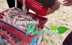 Chuyển động Nhà nông 5/2: Ngư dân vùng bãi ngang Quảng Bình trúng vụ cá khoai đầu năm