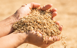 Giá gạo Ấn Độ tăng lên mức cao nhất, gạo Việt Nam cũng bứt tốc