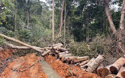 Ngang nhiên phá rừng ở Ninh Hòa (Khánh Hòa)