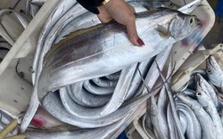 Nghệ An: Khai xuân, một tàu cá về bờ chở đầy ắp loại cá "cực phẩm" trị giá gần 3 tỷ
