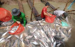 Giá nông sản sau tết, loại cá này ở Tiền Giang hút hàng, đủ cân đủ lạng xúc lên thương lái "khuân" hết sạch