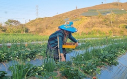 Trồng thứ cây ra quả đỏ chót, ngày nào cũng hái mỏi tay, nông dân thành tỷ phú Sơn La bán đắt hàng