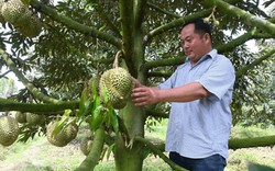 Trung Quốc đổ xô thu mua, giá một loại quả của Việt Nam tăng chóng mặt, bán một quả nông dân thu tiền triệu