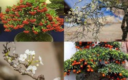 Sau Tết Nguyên đán, thị trường cây cảnh vẫn "sốt rần rần" với 4 loại hoa, cây cảnh độc lạ