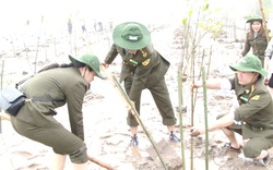 Hàn Quốc tài trợ 4,392 triệu USD cho các tỉnh đồng bằng sông Hồng phục hồi và quản lý rừng ngập mặn