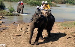 Đắk Lắk: Chính thức chấm dứt dịch vụ cưỡi voi