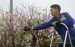 Nghệ An: Dân một làng ở TP Vinh chi tiền khủng để "hồi cung" những cây cảnh cổ thụ này