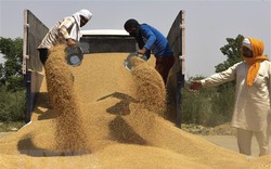 Chính phủ Ấn Độ cân nhắc gia hạn lệnh cấm xuất khẩu lúa mỳ