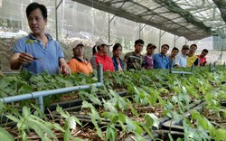 Quảng Nam: Huyện Nam Trà My chú trọng phát triển cây dược liệu, nhất là cây sâm Ngọc Linh