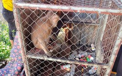 Kon Tum: Phát hiện khỉ đuôi lợn quý hiếm đi lạc vào nhà, người dân giao nộp cho kiểm lâm