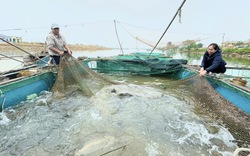 Giữa dòng sông nổi tiếng Quảng Bình, dân làng Cồn Sẻ nuôi cá kiểu gì mà xúc lên toàn con to bự?