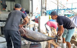 2 tháng đầu năm xuất khẩu cá ngừ ở Khánh Hòa giảm 30%