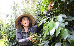 Giá tiêu lao đốc, nông dân Kiên Giang chuyển sang trồng mít, trồng sầu riêng