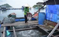 Ở một hòn đảo nổi tiếng của Kiên Giang, dân nuôi mấy loài cá gì mà đầu năm tới nay bắt bán 5,9 tỷ?