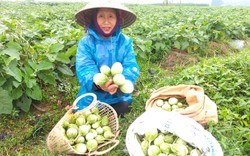 Cả làng ở Hà Tĩnh trồng thứ cà trái mặc áo hoa, tiền nhiều gấp 4 lần cấy lúa, cứ 1ha cho thu 200 triệu