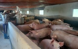 Biến vùng bỏ hoang thành trang trại tiền tỷ, chị nông dân Thái Bình thu 200 triệu/tháng từ bán lợn thịt