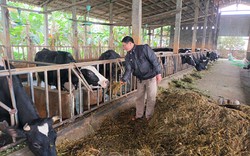 Hà Nam: Nuôi đàn bò sữa cho tiền đều đều, nhiều hộ thoát nghèo còn thu hàng trăm triệu mỗi năm