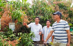 Một xã của tỉnh Cà Mau nuôi sò huyết chung với tôm, trồng cây ăn trái, không còn hội viên, nông dân nghèo