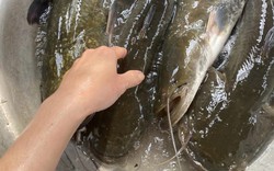 Đây là loài cá cực ngon nuôi lồng ở hồ chứa nước tại TT-Huế, 4 hộ nuôi thí điểm thì cả 4 đều lãi