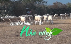 Chuyển động Nhà nông 12/3: Tăng hiệu quả kinh tế từ mô hình chăn nuôi cừu ở Ninh Thuận