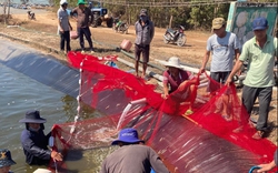 Vụ 3 hồ nuôi tôm nghi bị đầu độc bằng thuốc trừ sâu ở Bình Thuận: Công an đã bắt nghi can