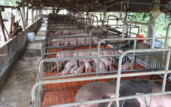 Đây là những lý do khiến chăn nuôi heo quy mô nông hộ đang "chết dần" ở Tây Ninh