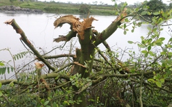 TT-Huế: Lượng lớn diện tích rừng ngập mặn bị doanh nghiệp phá khi thi công dự án