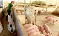 Hiệp hội Chăn nuôi Đồng Nai cầu cứu Chính phủ giảm thuế nhập khẩu khô đậu tương